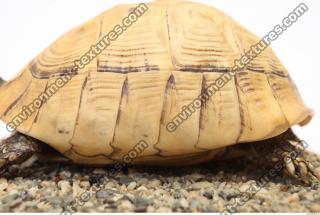 tortoise shell 0032